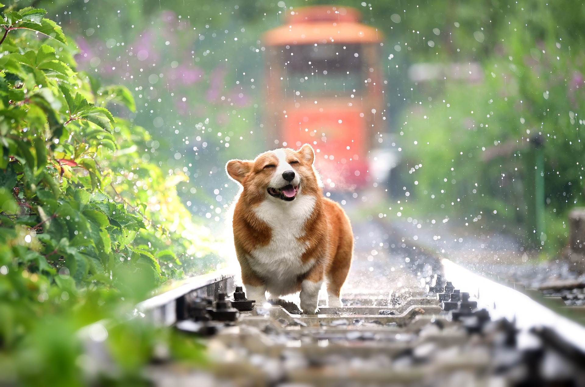 Hotels for Dogs